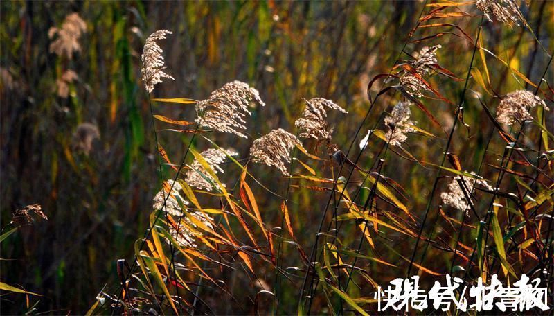 冬景|芦苇花开，冬景如画