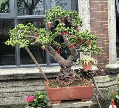 金枝玉叶|“金枝玉叶”当盆景,家里阳台放2盆,养护5年变“值钱”,寓意好