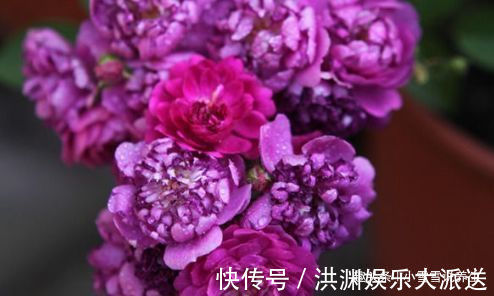 玫瑰|喜欢牡丹,不妨试试“珍品玫瑰”甜蜜马车,花开爆盆,观赏性极高