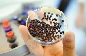 心绞痛|复方丹参滴丸、麝香保心丸、银杏叶片能治疗糖尿病吗?