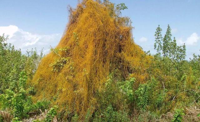 过家家|没有叶子没有根,生命力强的可怕,在农村是害草,城里却收30一斤