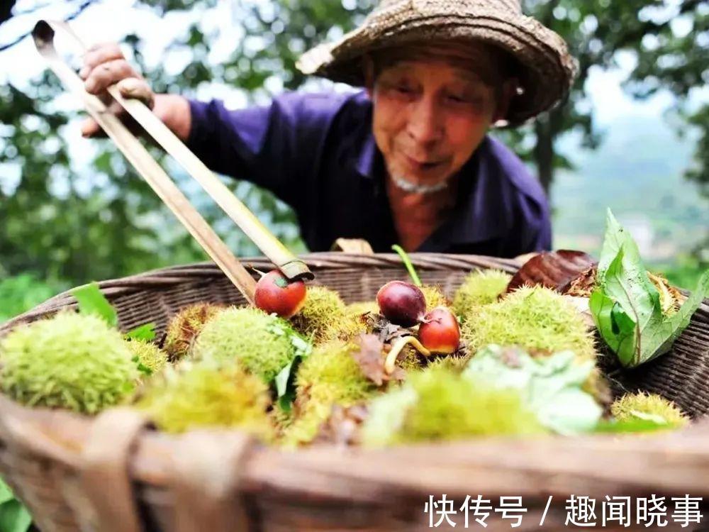 野生|饥年的救命粮,儿时一捡上百斤,剥壳就能吃,如今4元一斤很抢手