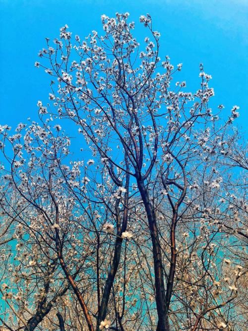 追花逐梦看新疆丨奎屯：山桃花开花似锦