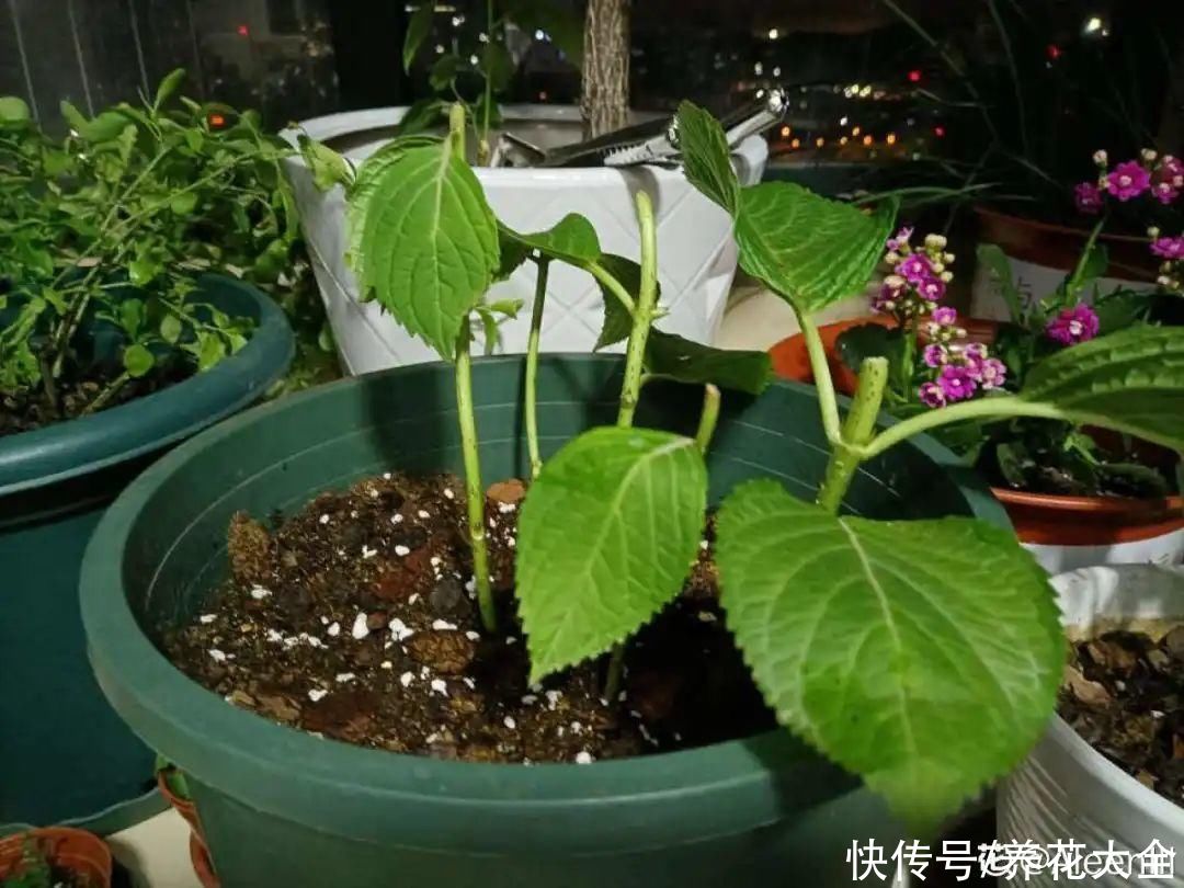 天热|养花换个方法,长得更旺,养花杀手必看