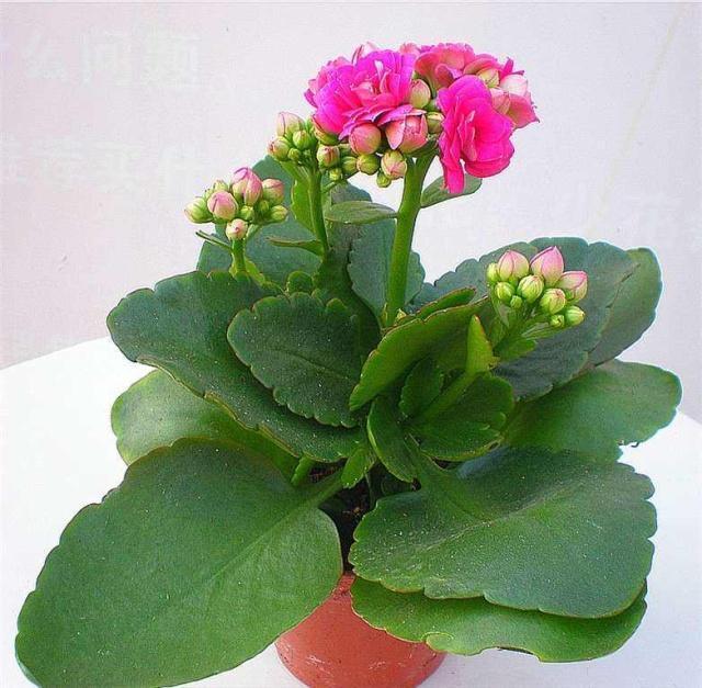 新买的长寿花,叶子肥大像“猪八戒”耳朵,越养越小,猫腻多
