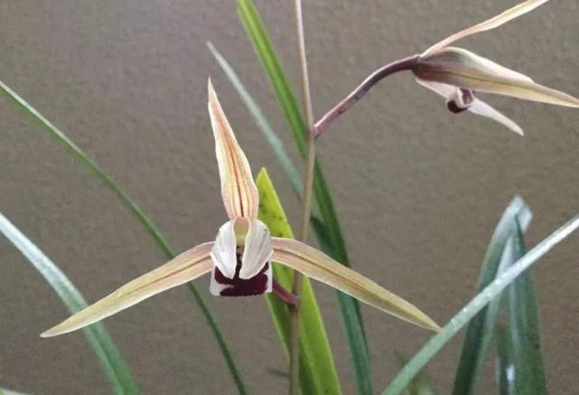 丸姬|日本寒兰欣赏