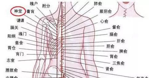  神奇|人体一个神奇穴位：神堂穴！揉一揉，益气养神，清烦宁心