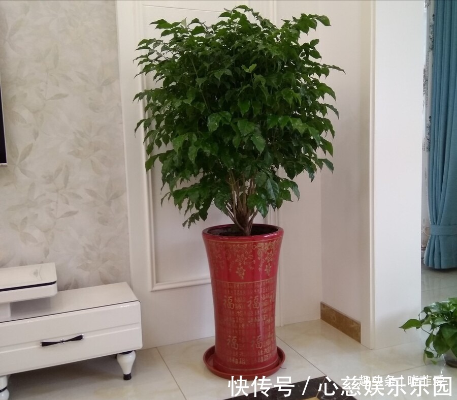 客厅养花不宜多！12种“吉祥花”任选一种，寓意好“养人”还旺家