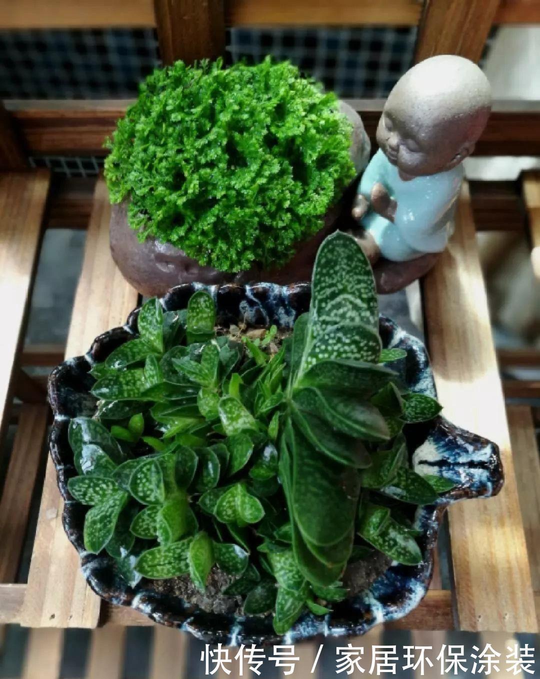 招财进宝|家里养盆它,财源滚滚来,让你新年越来越有钱!