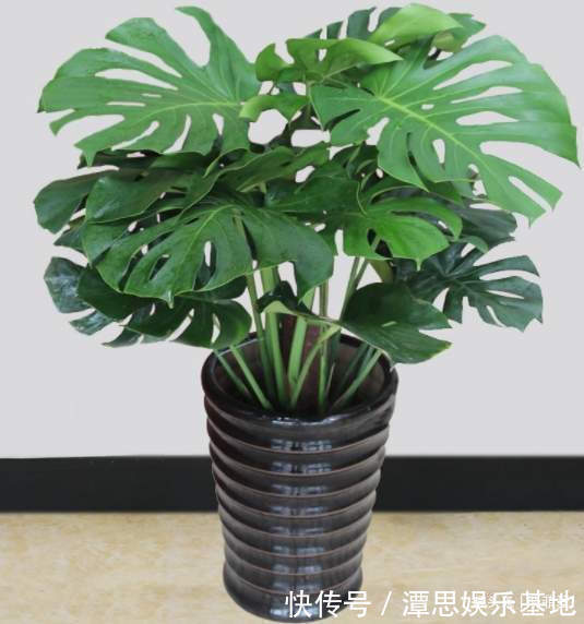 浇水|5种“旺财花”，建议客厅养一盆，净化空气，格调高雅上档次