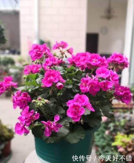 此款红花真喜庆,皮实好养爱开花,一开就是大半年,值得拥有