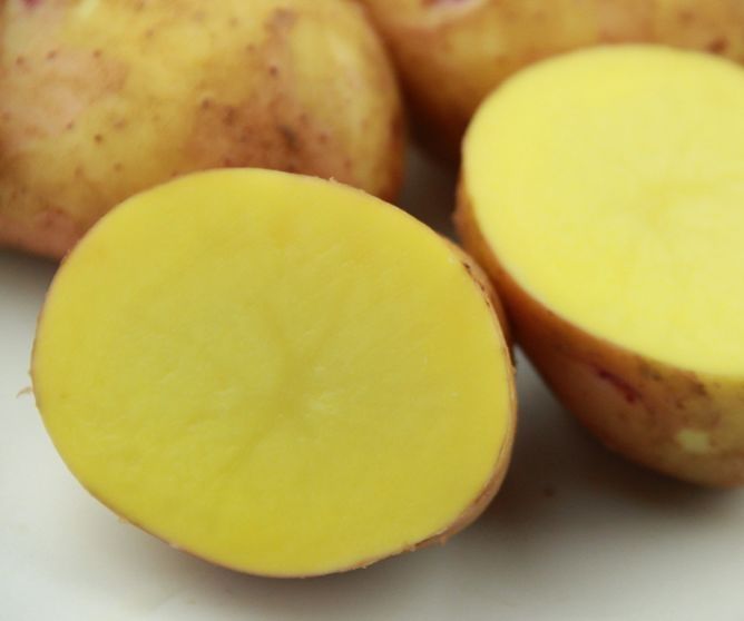 老农告诉你，黄土豆、白土豆的营养、口感区别大，买错了不好吃