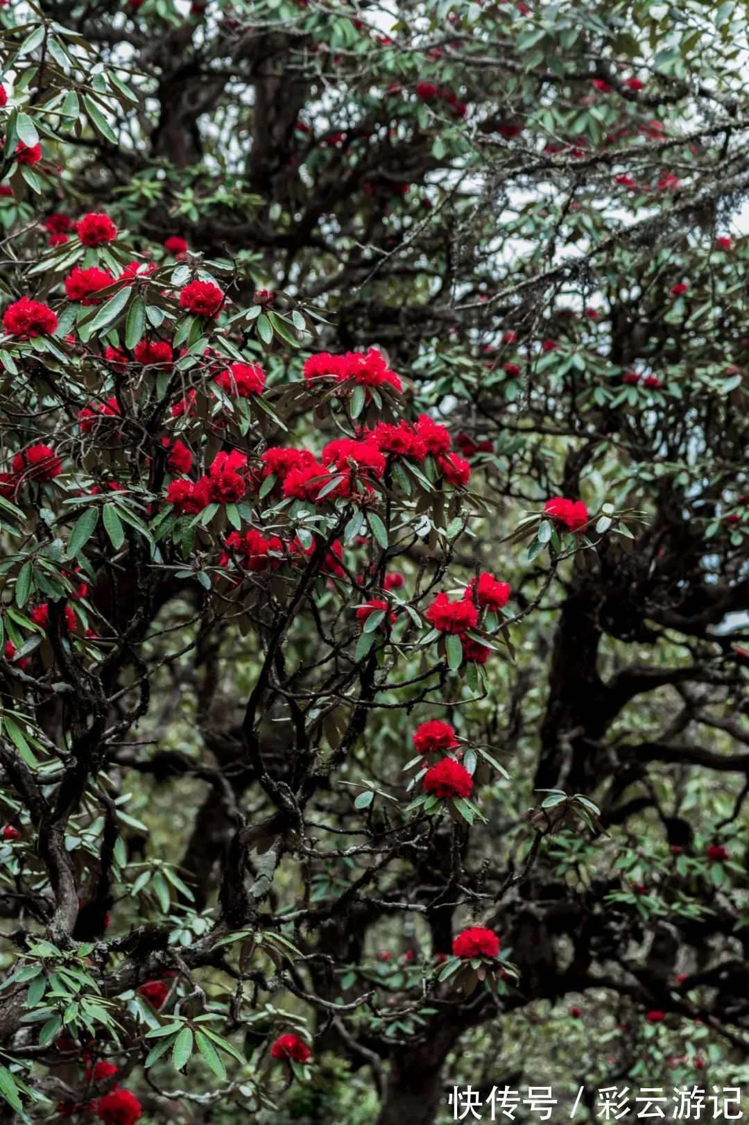 大理|7月大理鸡足山杜鹃花正开放，山花映古寺，鸡足山原来那么美！