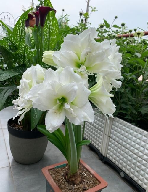 朱顶红里的“开花机器”—阿弗雷，每次都开爆盆，花朵又美又香！