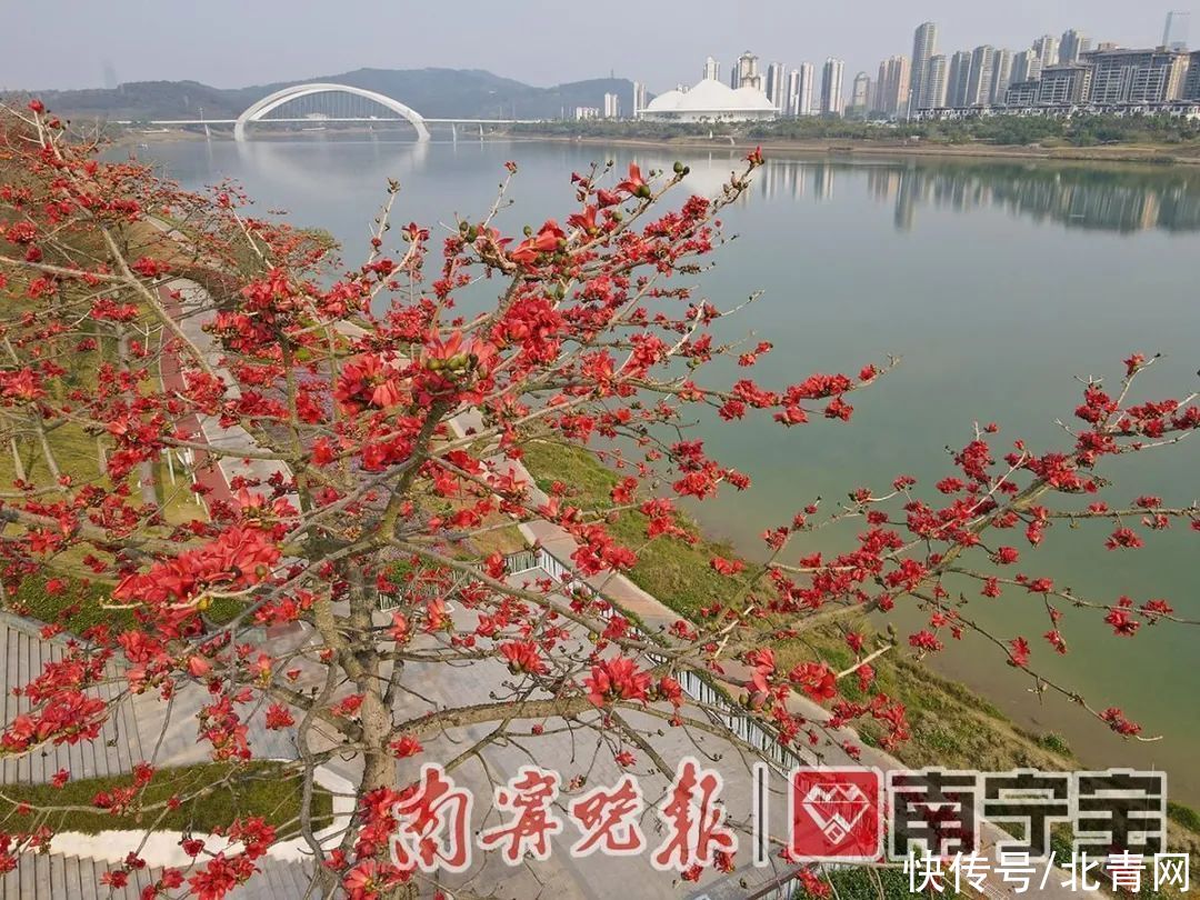 满城繁花一路相伴！邕城的春天太！美！了