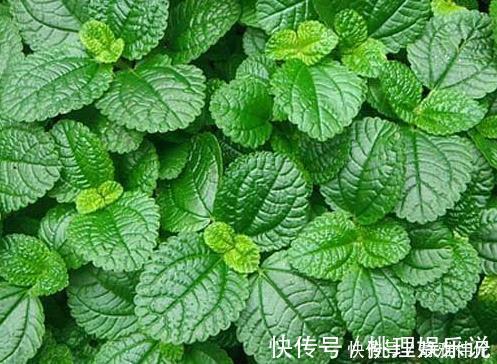 种花|这3种花最适合放在家里养，号称净化空气一把手，好看又实用