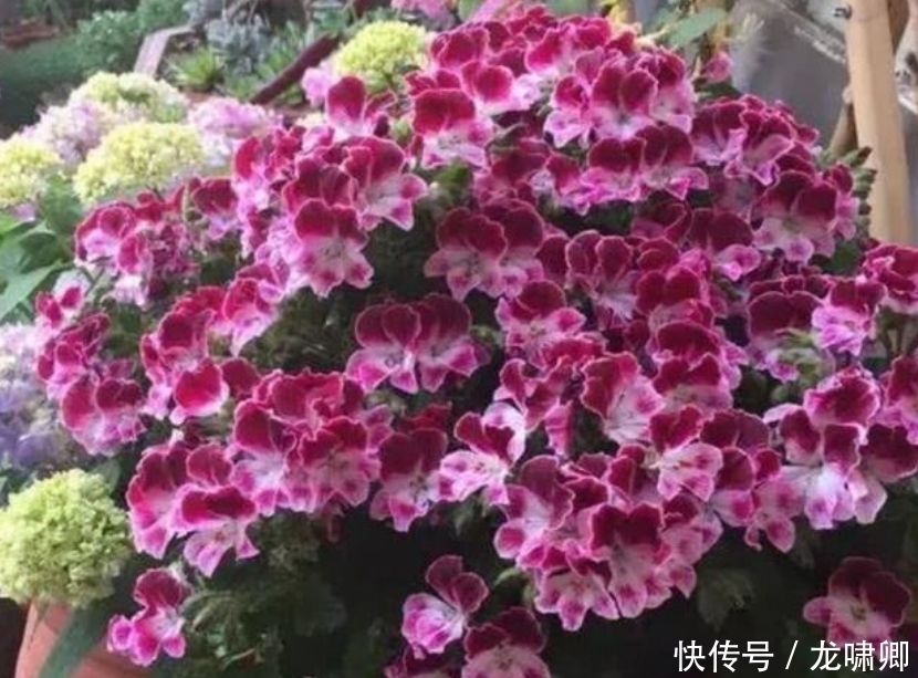 几款艳丽的花卉，漂亮又好闻，开花美如小花园，家中必选！