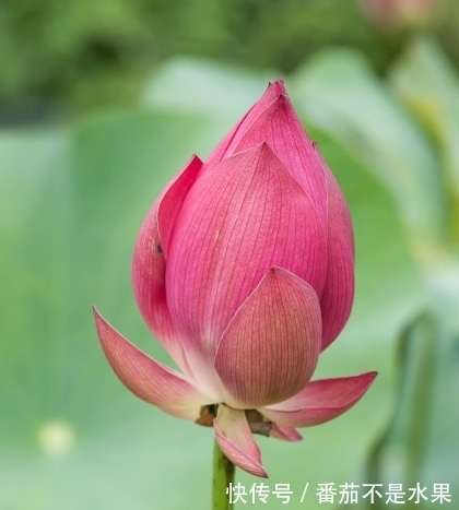 桃花|10月下旬，紫气东来，4属相桃花朵朵，生活顺心，家庭美满幸福