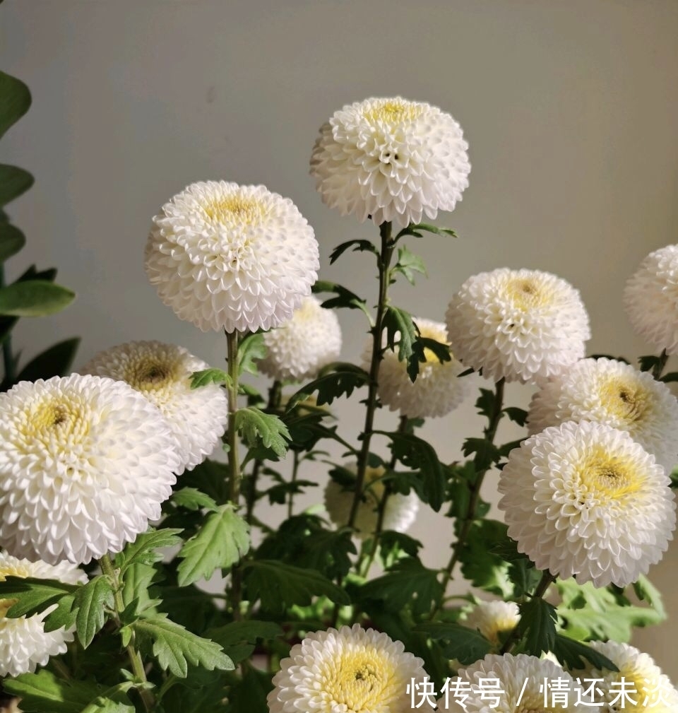 菊花上千种,石头最喜欢1种,花苞像“乒乓球”,1年开两次