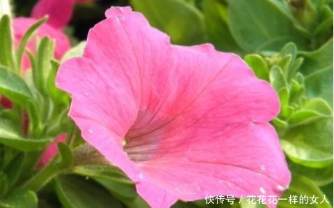 安妮公主|“高端玫瑰”安妮公主,丰腴婀娜,芳姿耀眼,堪称庭院养花首选