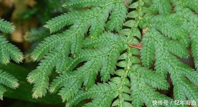 野草|农村这种野草“旱不死”，却是女人的“美容剂”，如今一斤30元