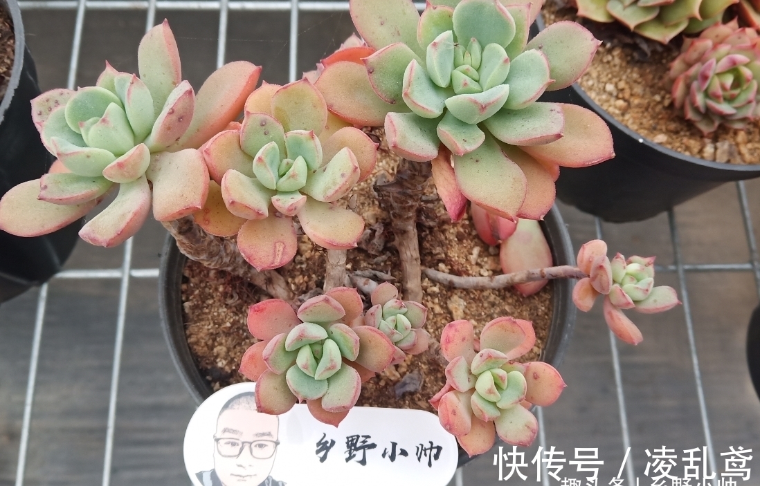 多肉叶插,掌握好这6个关键,成活率99%,你做对了吗?