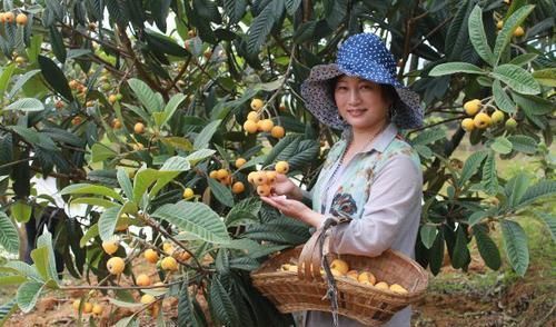 感冒|此果全身是宝，果实能清热解毒，润肺止咳，叶子还能预防感冒