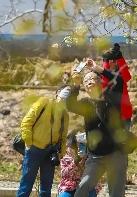 正是一年春好处 又见一村梨花开