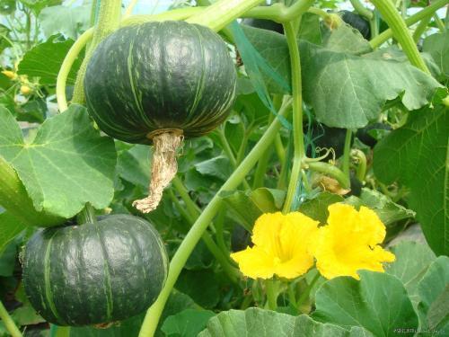 好处|吃南瓜好处多多,但南瓜不能和两种食物同食,告诉身边的人