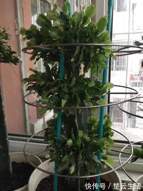 蟹爪兰不开花,盆里扔个“蛋”,变成“钢锯叶”,花开满枝头!