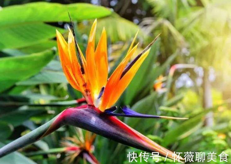 4种女神花养家里，名字好听，花更美，开花漂亮上档次！