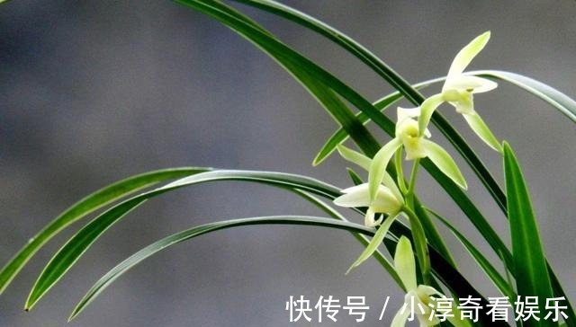 成活率|九月栽种兰花，送你几招，成活率高