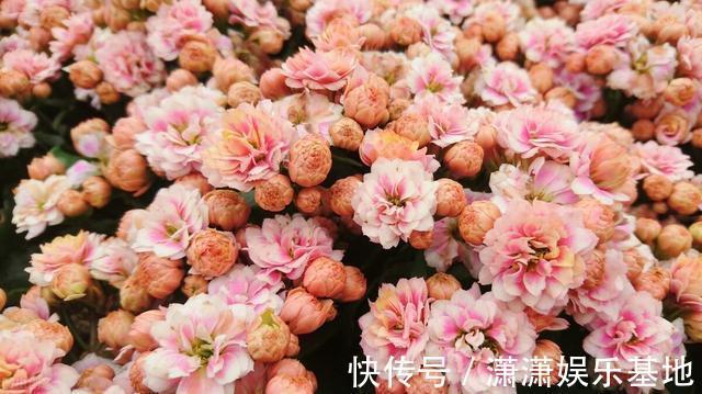 复合肥|天气转暖,建议少买4种花,观花时间短不说,还难度夏
