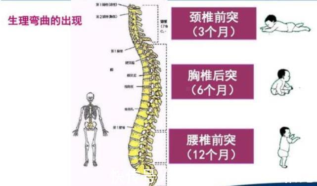 发育|五个月宝宝的发育情况、具备了哪些能力？来看看你家娃达标了吗