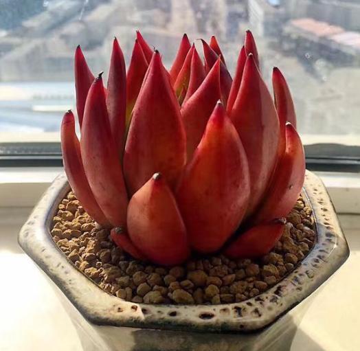 夏季养多肉，“保命”是关键，做好4要点，轻松度过“生死劫”