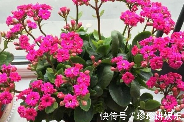 家中长寿花的插杆秘诀，掌握时机很重要，你清楚几个