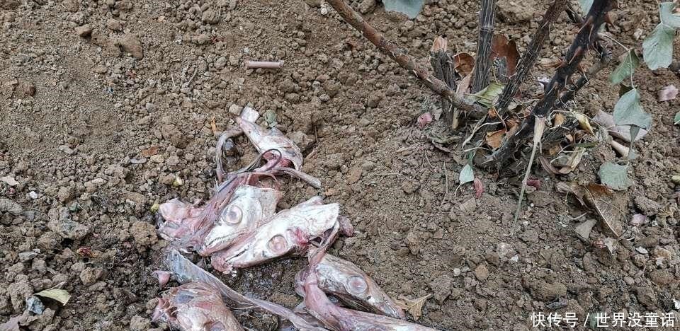 鱼头|吴大爷养“月季”,三月喂点“零食”,花朵嗖嗖冒,1年开不停!