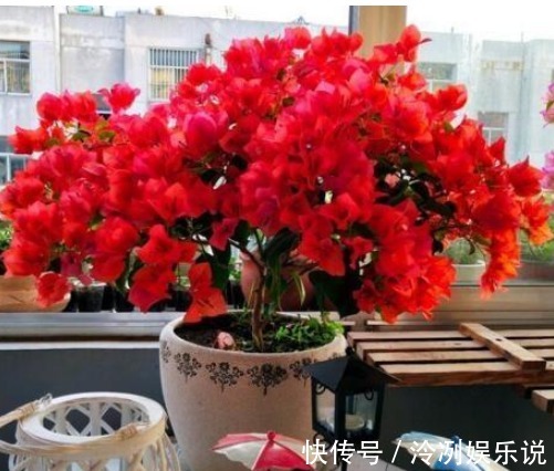 “1种料”用来养花，不烂根、不黄叶，比啥肥都好，养啥花都旺！