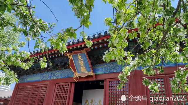 丁香盛开智化寺