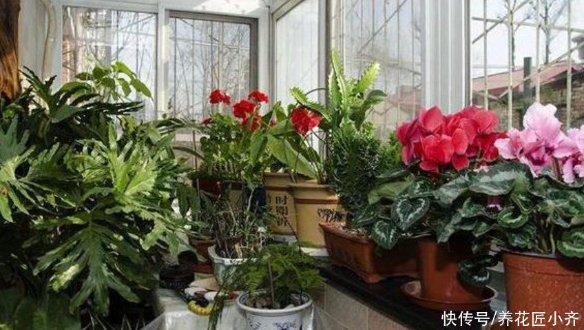 养花|如果你是阳台养花,4种土不要直接用,否则花有可能活不过三个月