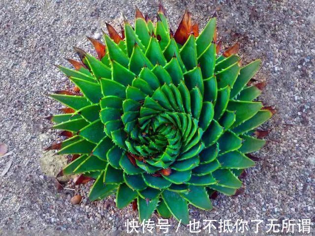 龟甲牡丹|世界上最名贵的花，一盆就是一座房子！