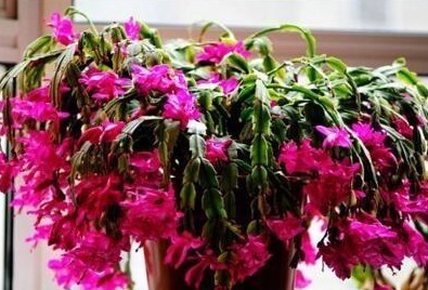 养蟹爪兰，打开它的“开花键”，花开一茬又一茬，次次都爆盆