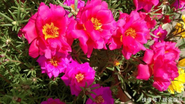 太阳花开花少有1个“小技巧”,开花量大10倍,秋天花儿开不停