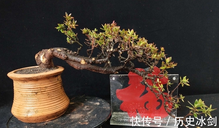 盆景|花艺市场盆景欣赏,横生直展,临水而生,大自然就是最好的老师