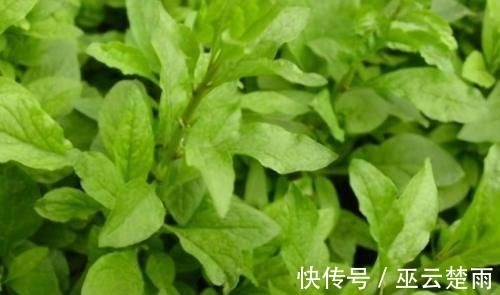 人体|女性不想显老,常吃三种食物,抗衰护肤,美容养颜,建议多吃!