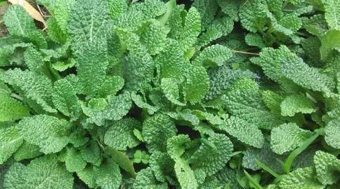 脸上|女人不想老得快,脸上爬满皱纹,4种蔬菜,调节内分泌,美容养颜