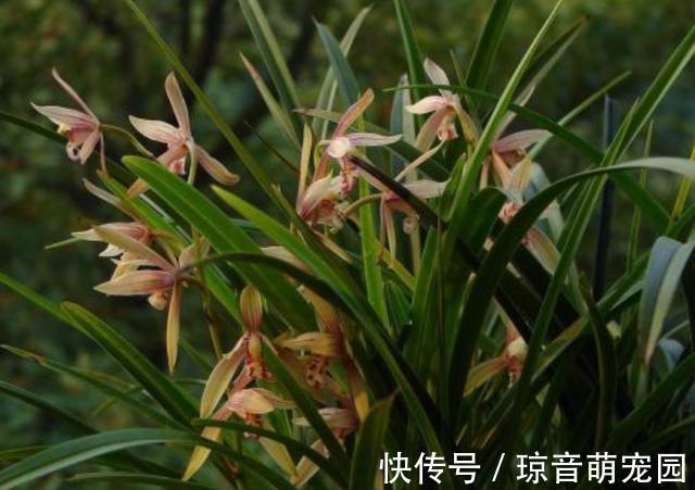 肥料|养兰花少不了这4种“小东西”,家中要常备,养好兰花很简单