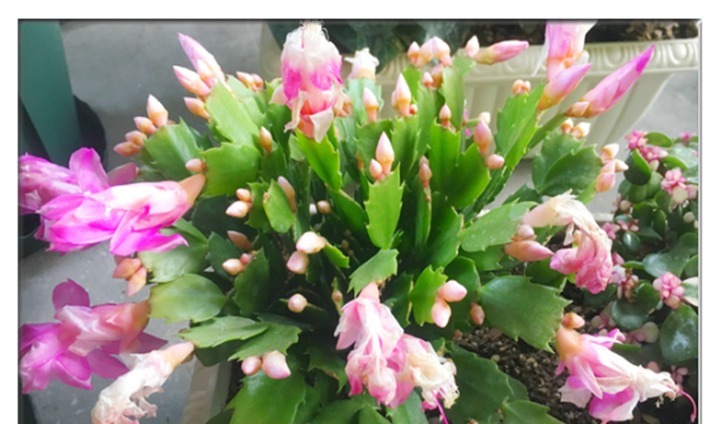 蟹爪兰长势缓慢,一定要喂点它,半个月就能长成小瀑布