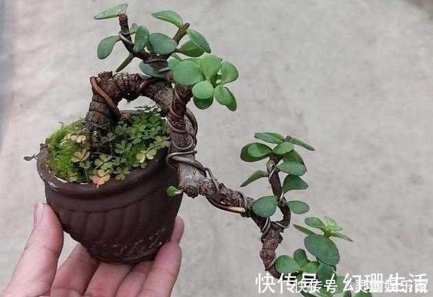 联排别墅|越穷越要养的花,尤其第三种,财运滚滚来,不久就会转运了!