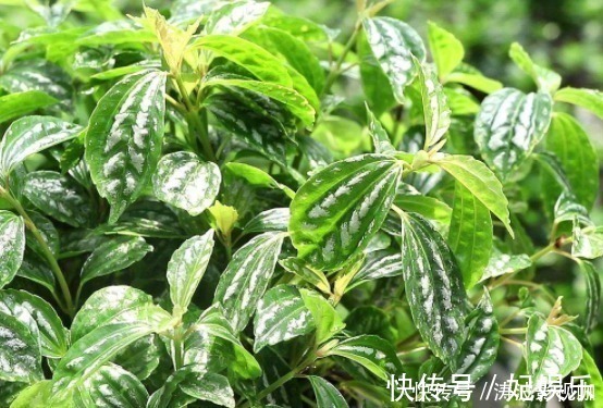 盆栽|适合盆栽的4种“吸毒花”,让病菌无所遁形,保护家人的健康花